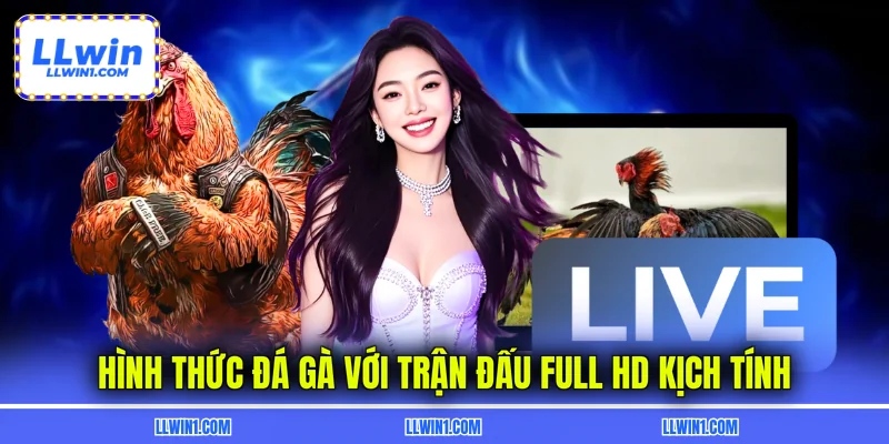 Hình thức đá gà với trận đấu full HD kịch tính